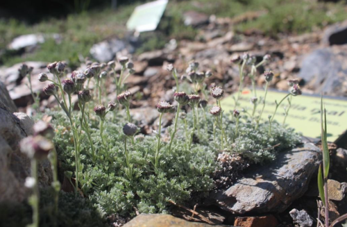 Artemisia-granatensis-Hoya-de-Pedraza